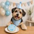 Dolci Impronte | Confezione 3 pezzi Birthday Round Cake Azzurra 100 gr  S09